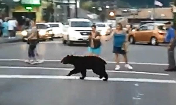 ����һͷ�������̴��������ɢ����Χ��