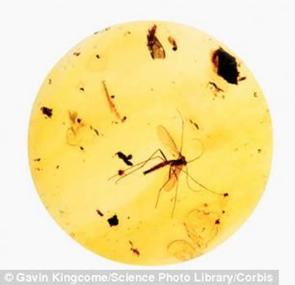 ��ѧ�ұ�ʾ���ǵ��о����ֶԴ������л�ʯ����������ȡDNA�Ŀ������������