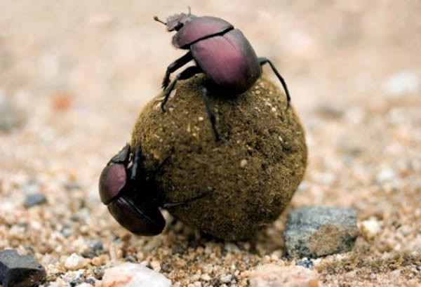 研究称夜晚迷路的屎壳郎会借助银河找到回家的路