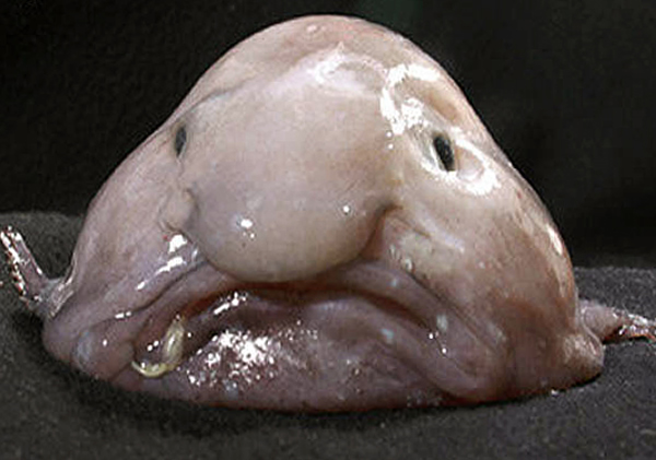 The blobfish, officially the ugliest animal. Photograph courtesy S. Humphreys, A