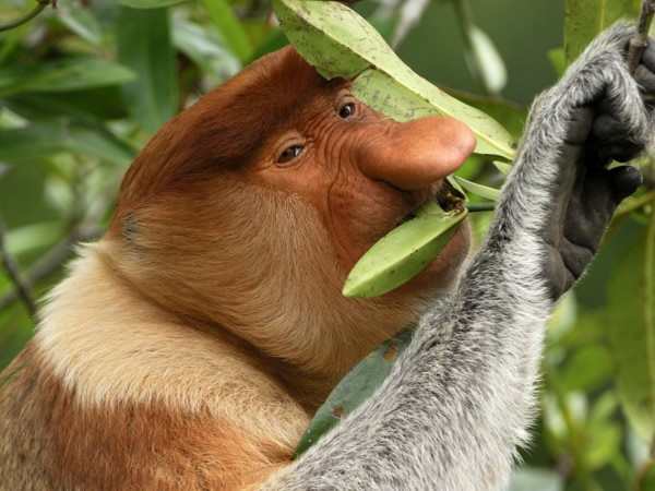 A proboscis monkey eats leaves in Borneo, Malaysia. Photograph by Thomas Marent,