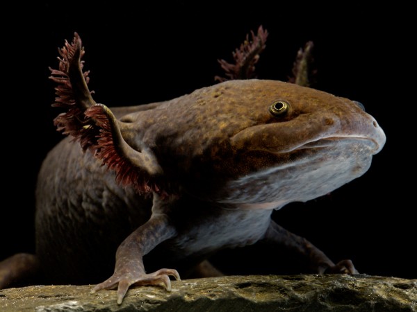 The axolotl lives in Mexico. Photograph by John Cancalosi, Oxford Scientific/Get