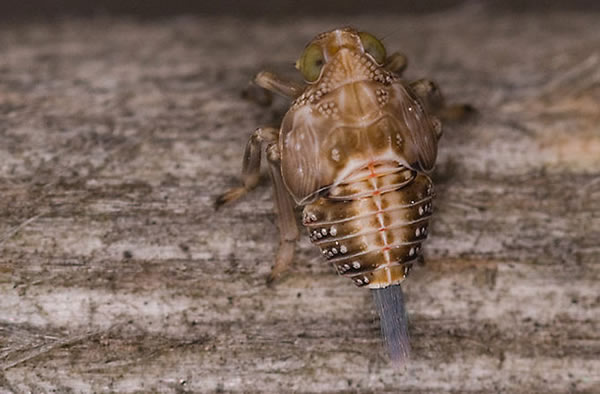 Interlocking Gears Found on Common Insect