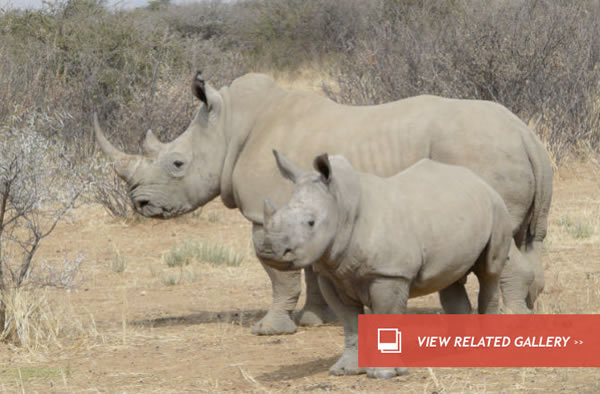 White Rhino Joining Endangered Species List
