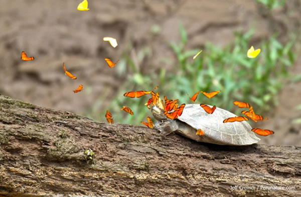 Butterflies in the Amazon have been observed flocking onto the heads of turtles