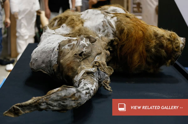 Humans Acquitted of Mammoth Murder