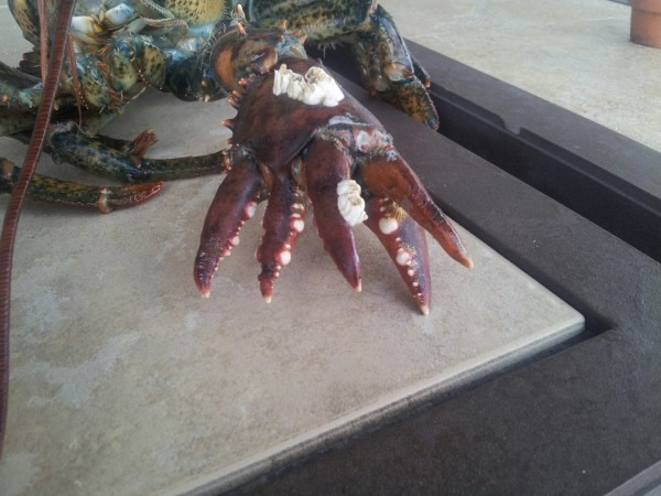 Lolas claws are likely due to a genetic glitch. Photograph courtesy Maine State