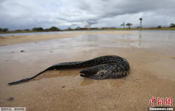 ���������Ļ����ǽ�й©���ܱ�Ұ����������