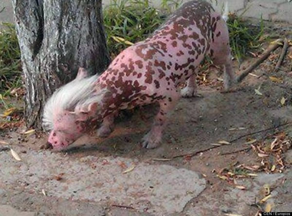 �й��桰׿�ؿ����������й���ëȮ��ɵ����˹�