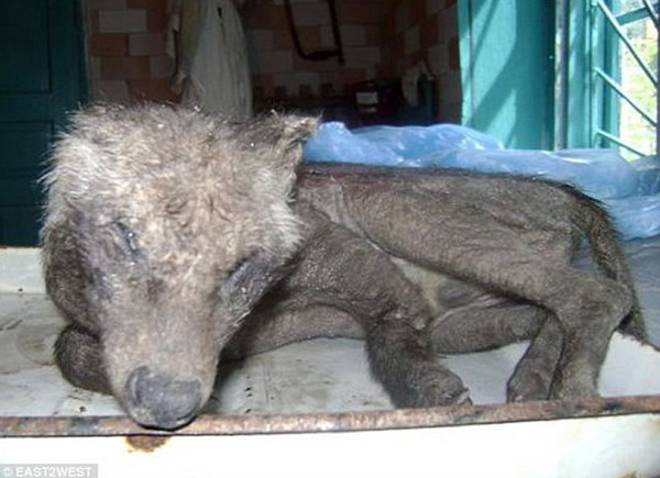 乌克兰猎人狩猎到“卓柏卡布拉”?