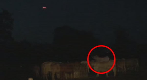 UFO光临英国牧场,一头牛被凌空拉起