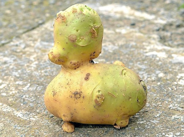 英国乡村老太太在自家菜地里挖出形状酷似小鸭的土豆