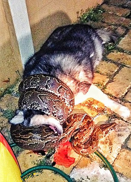 美国佛罗里达州3米非洲岩蟒闯民宅勒死哈士奇 - 神秘的地球 科学|自然|地理|探索