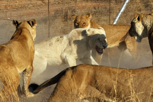 南非克鲁格国家公园一只白色母狮被其它5只母狮围攻险些丧命