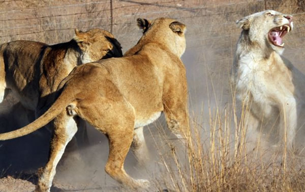 南非克鲁格国家公园一只白色母狮被其它5只母