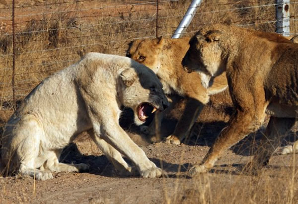 南非克鲁格国家公园一只白色母狮被其它5只母