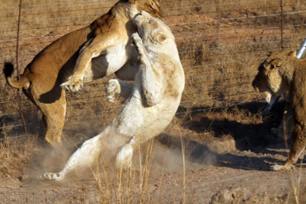 南非克鲁格国家公园一只白色母狮被其它5只母狮围攻险些丧命