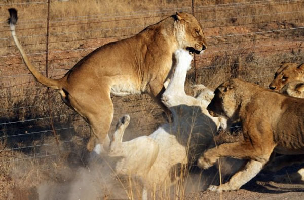 南非克鲁格国家公园一只白色母狮被其它5只母狮围攻险些丧命