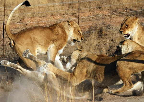 南非克鲁格国家公园一只白色母狮被其它5只母狮围攻险些丧命