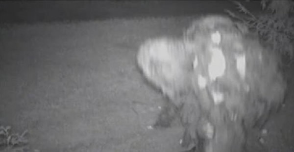 美国佛蒙特州男子坚信他家后院出现「大脚怪」