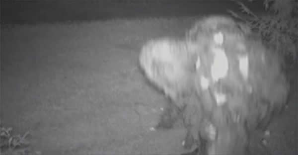 美国佛蒙特州一名男子称他家后院出现大脚怪