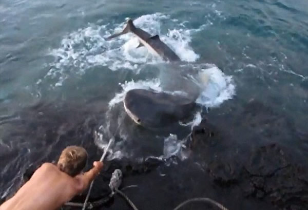 美国夏威夷男子虐打虎鲨视频惹众怒