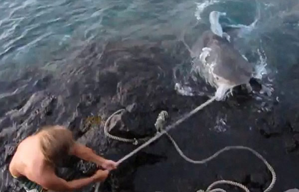 美国夏威夷男子虐打虎鲨视频惹众怒