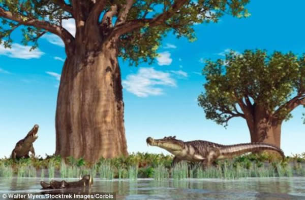 现在的大部分鳄鱼都生活在淡水里,捕食哺乳动物和鱼类。但是它们的祖先却是完全不同的动物,有些能像狗一样在陆地上快速向前奔跑,有些适宜生活在开阔海域,模仿鲸的行为方