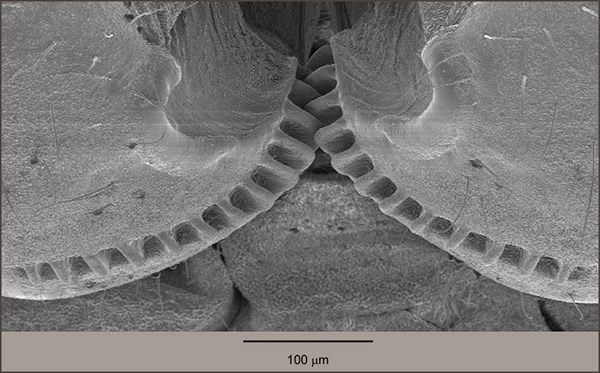 飞虱幼虫后肢之间的齿轮能保证后肢动作同步
