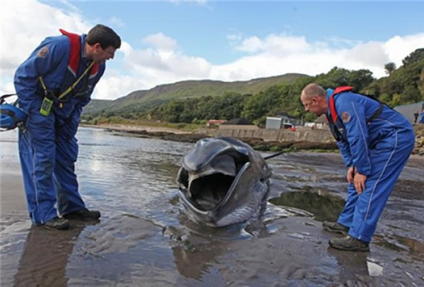 �����������ĸ��ʧɢ���Ⱦ��������ʧ�˷��򣬵��¸�ǳ��