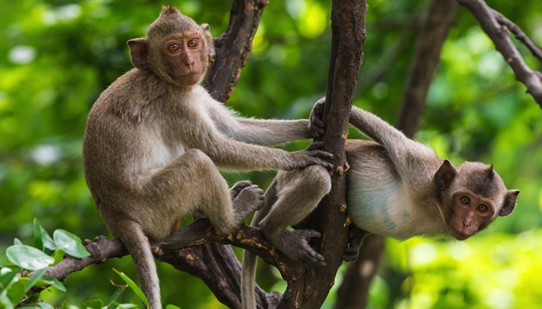 一群感染疱疹的猴子携带着病毒和粪便入侵美国佛罗里达州