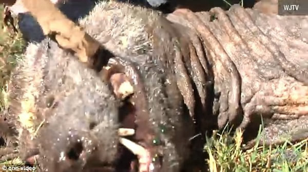 �����������������˹��ն�����ɱ��һֻ��׿�ؿ�������