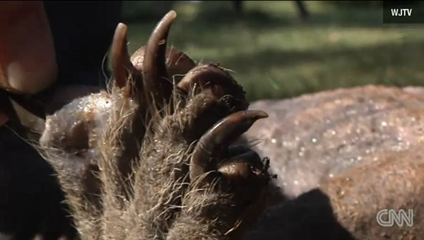 �����������������˹��ն�����ɱ��һֻ��׿�ؿ�������