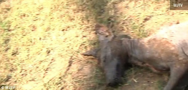 �����������������˹��ն�����ɱ��һֻ��׿�ؿ�������