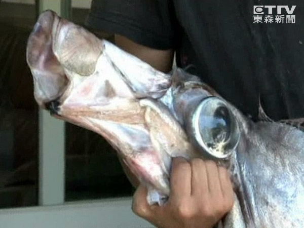 台湾台东南田海域捕获“勒氏皇带鱼”