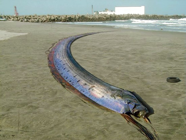 巨大皇带鱼被冲上台湾花莲海滩