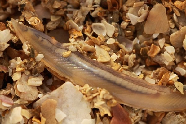 这种无脑无脸的史前怪鱼,背上的脊椎是它的神经干线。它们被 认为是第一批演化出脊椎的动物代表。