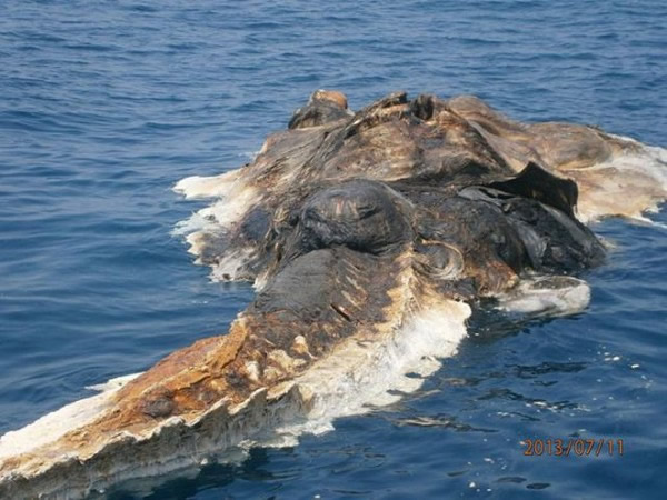 “波斯湾海怪”吓坏伊朗海军