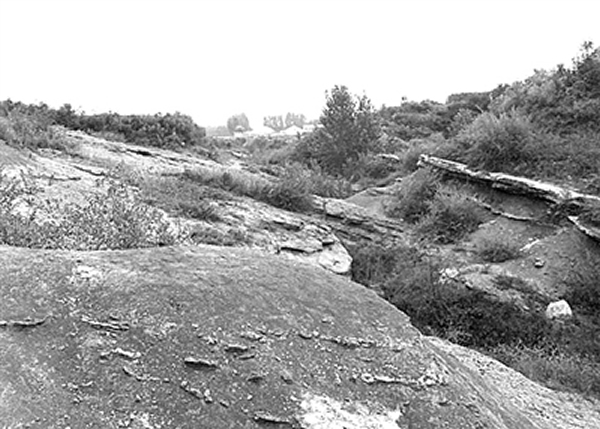 莱阳白垩纪恐龙化石挖掘现场探访记