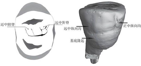 新发现的和县直立人上第三前臼齿(P3)咬合面(左)和颊侧面(右)形态特征(邢松供图)