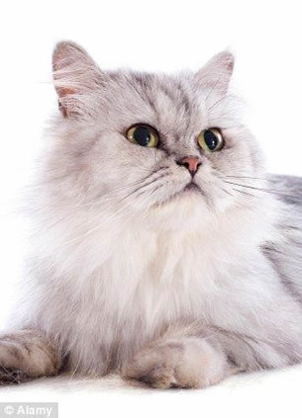 波斯猫:太空项目官员默罕莫德-伊布拉希米表示,伊朗的下一艘飞船将会把以伊朗的前身波斯命名的长毛、扁平脸品种的波斯猫送上天