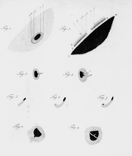 ��ѧ������•��Ъ�������������ǣ��ɴ�����ʱ�������ʹ�����Ƶķ������۲�̫�����ӻ����Ϊ̽��̫���������ĵ�һ�ˡ�