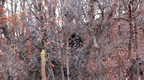 美国犹他州普罗佛峡谷拍到“大脚怪”踪影