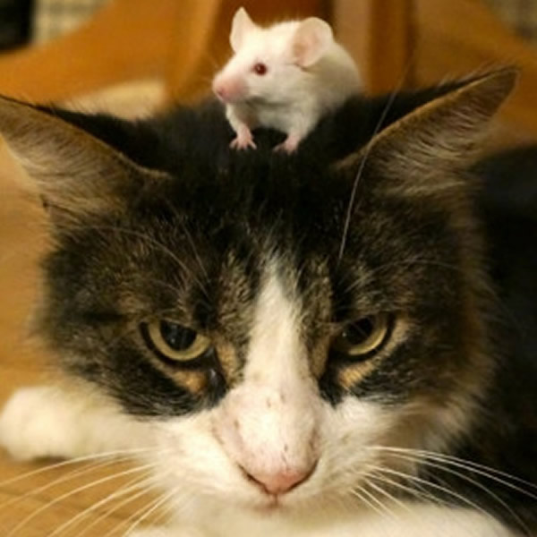 ��Ⱦ���γ���ܶ�����Ĵ�����������Եĸı�