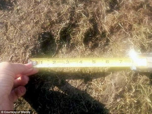 美国阿什塔比拉县居民后院发现一个宽19厘米的大脚印,猜测可能是大脚野人的足迹。