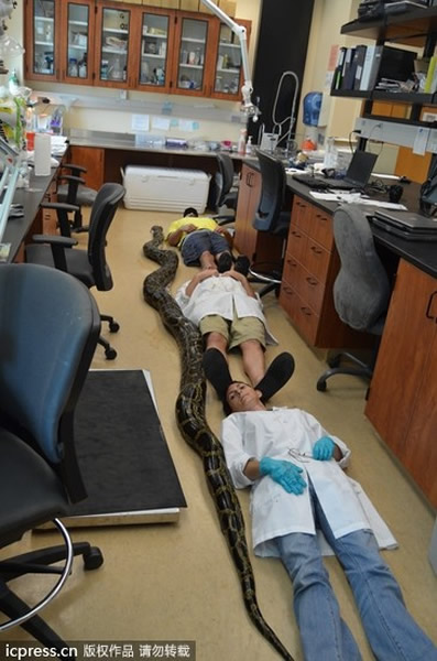 这条母缅甸蟒蛇长达5.68公尺,比3个人加几来的身高还长,肚子里没有蛋。(图/东方IC)