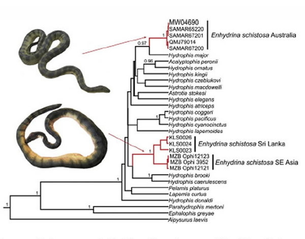 研究人员提出新的海蛇家族分类