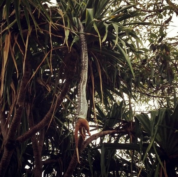 澳洲一条巨蟒倒挂在树上正在吞食环尾袋貂