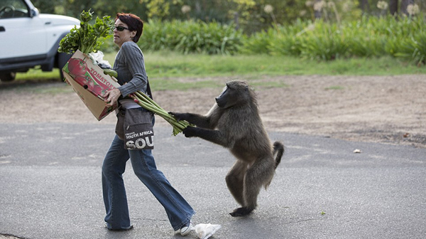 南非狒狒公然“打劫”