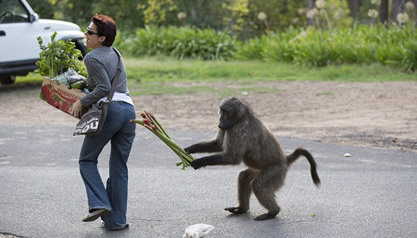 南非狒狒公然“打劫”